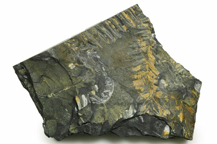 Fossil Seed Fern (Alethopteris) Plate - Pennsylvania #377519